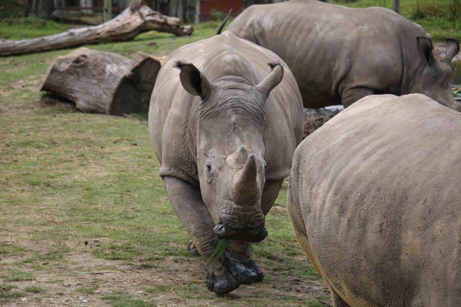 Un drame au Zoo de Thoiry